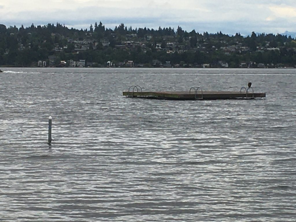 Beluga Crashes Wedding