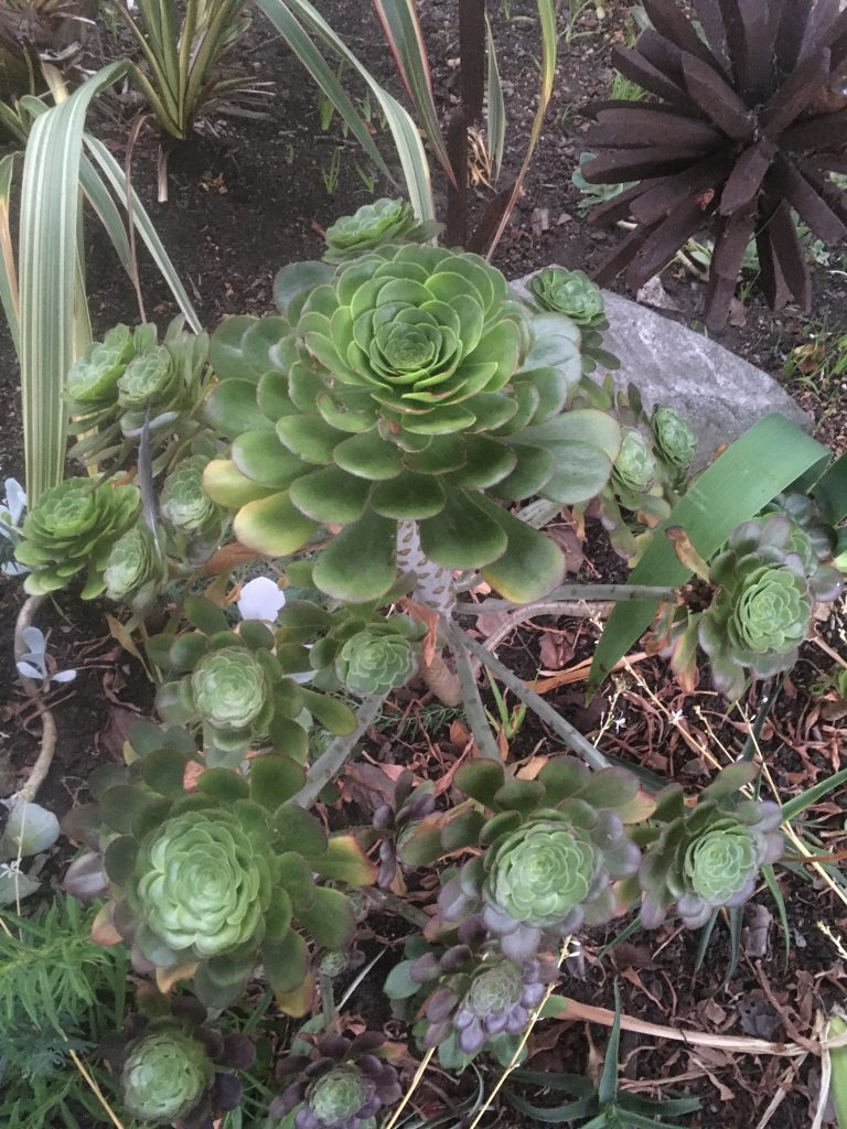 We Share This Space With the Ducks