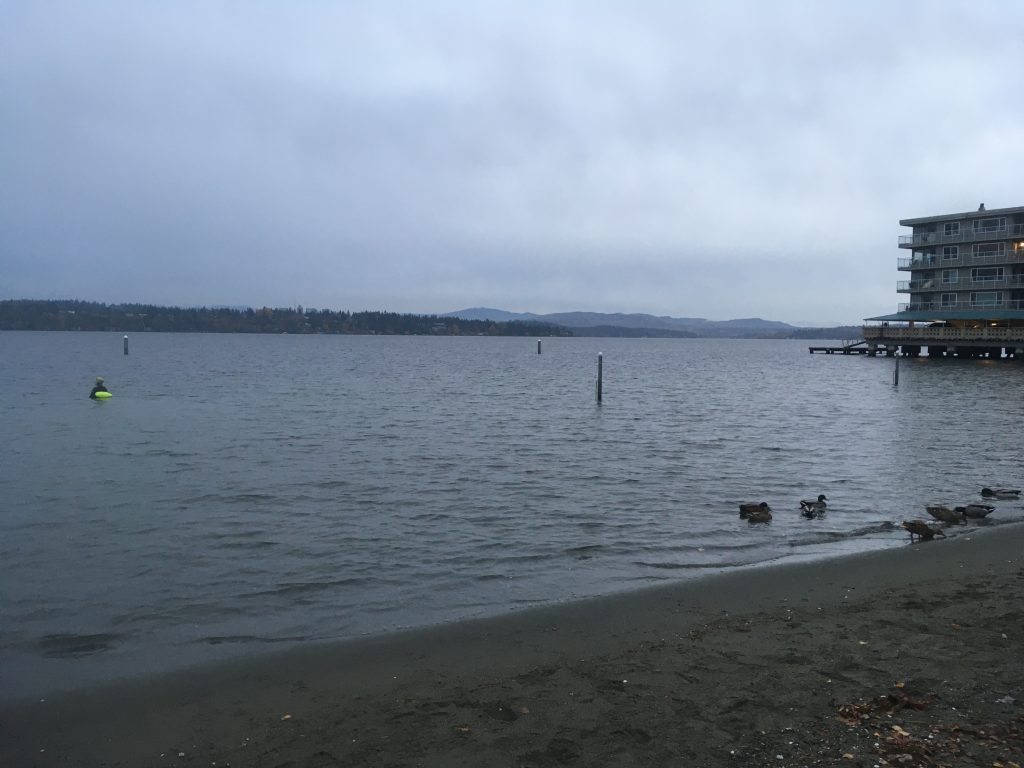 New Beach, New Buddy