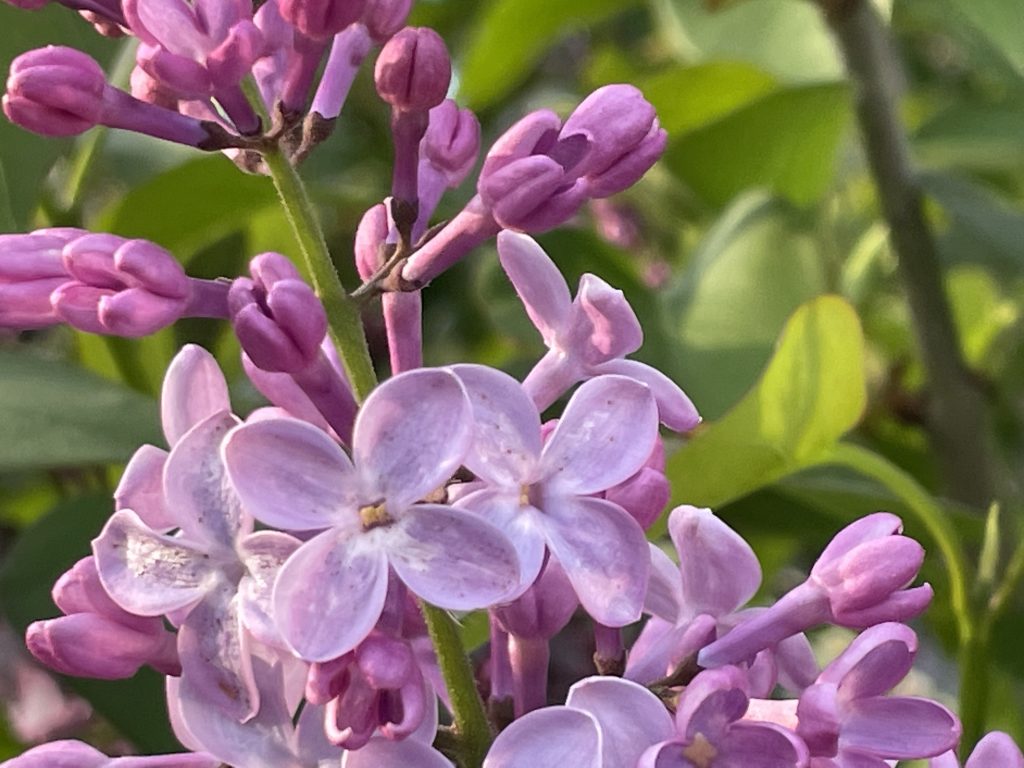 Sweet Spring Sunshine