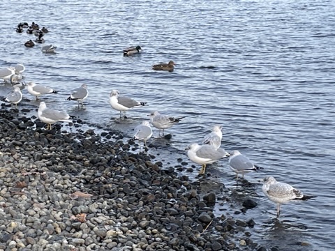 When Motivation Gets Me To the Lake