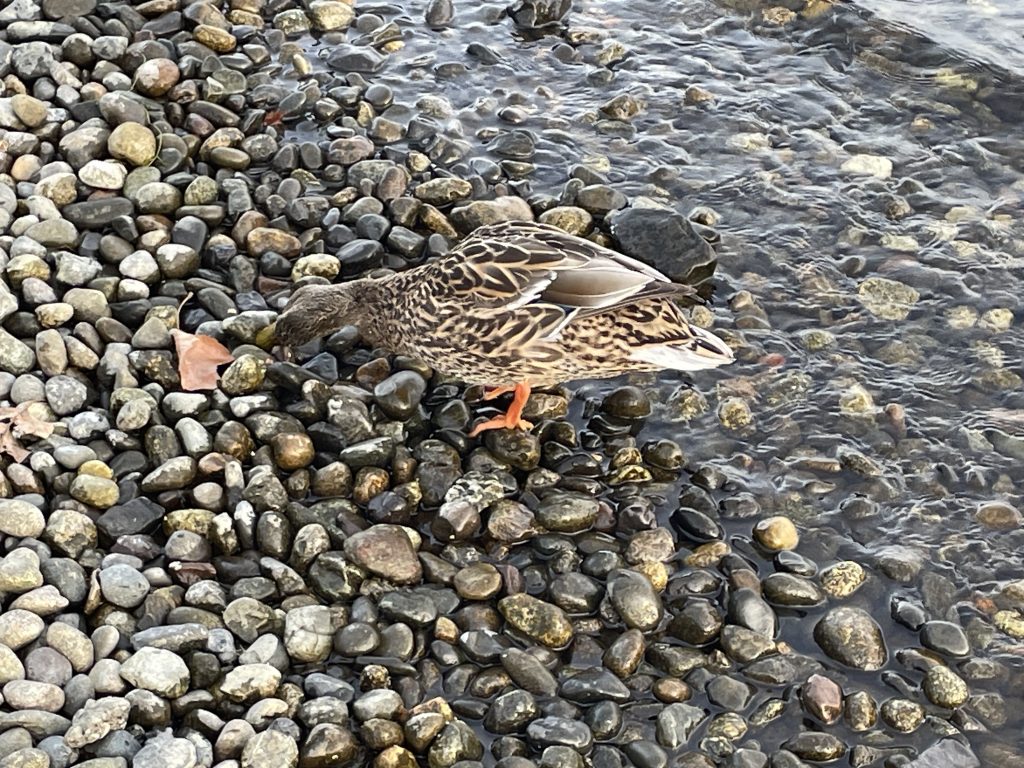 duck standing on the pebbles just at the water's edge

