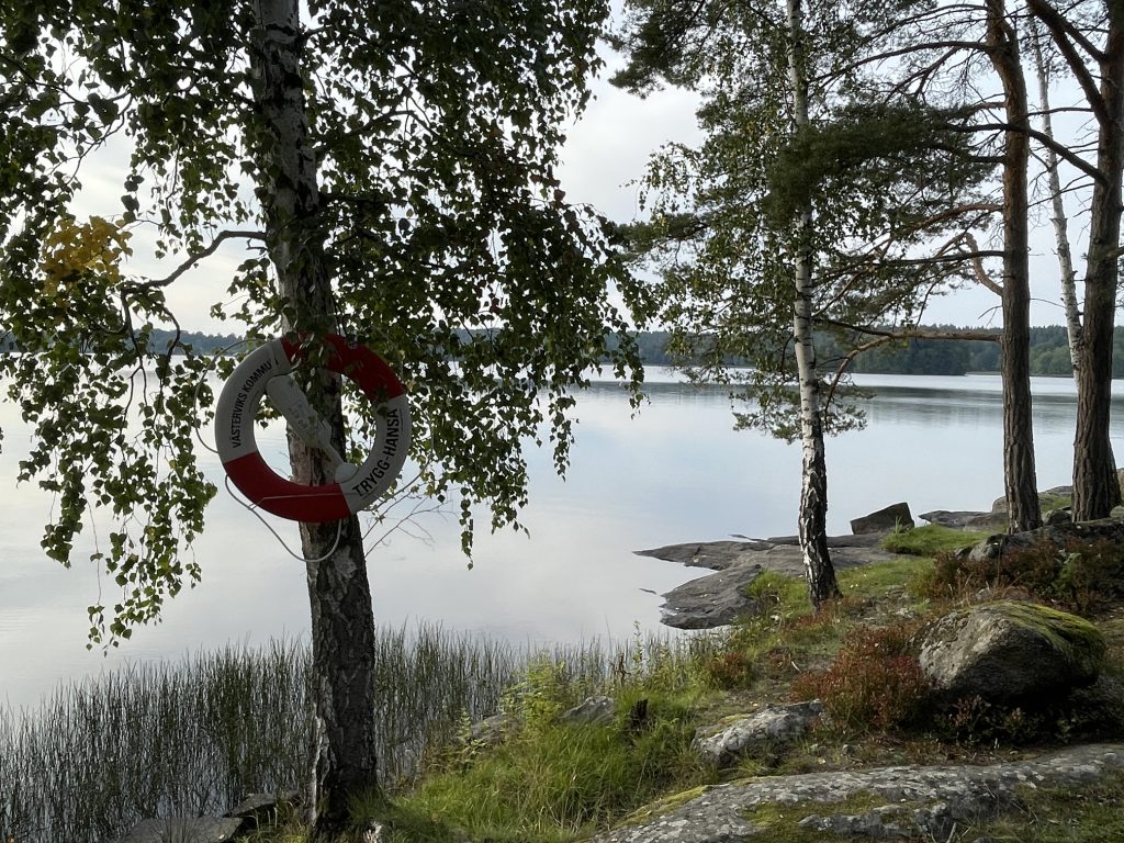 Cows, Sheep, Violets